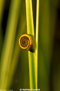 Planorbis in a pond by Mathieu Foulquié 